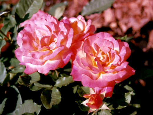 419348 (a): :1024x768
